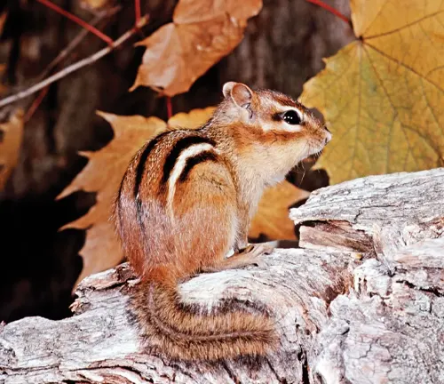Chipmunk sitting on a log amidst fallen leaves
