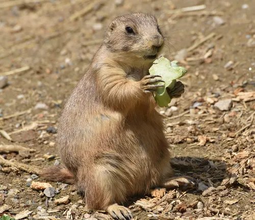 Prairie dog sitting upright on the ground, holding a green leaf with both paws