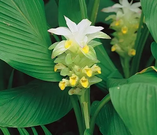 Close-up of a turmeric plant with green leaves and blooming white and yellow flowers