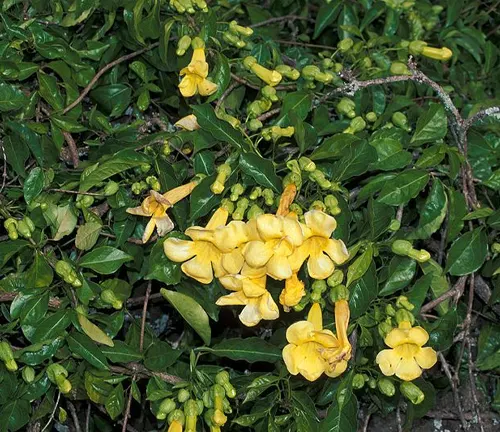 Vibrant yellow Cat’s Claw flowers blooming amidst lush green foliage