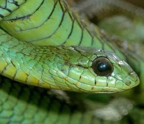 Close up of green and yellow Boomslang snake’s head and body