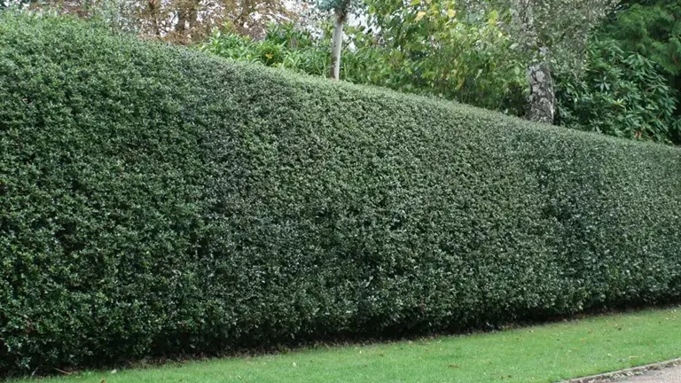 A neatly trimmed Holly (Ilex) hedge