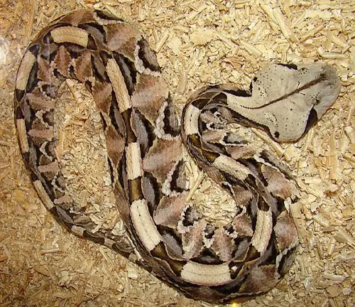 Gaboon Viper resting on a bed of wood shavings