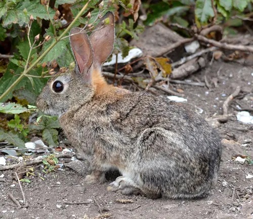 A Brush Rabbit sitting on the ground amidst foliage