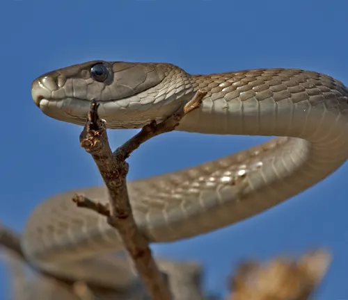 Black Mamba coiled on branch against blue sky