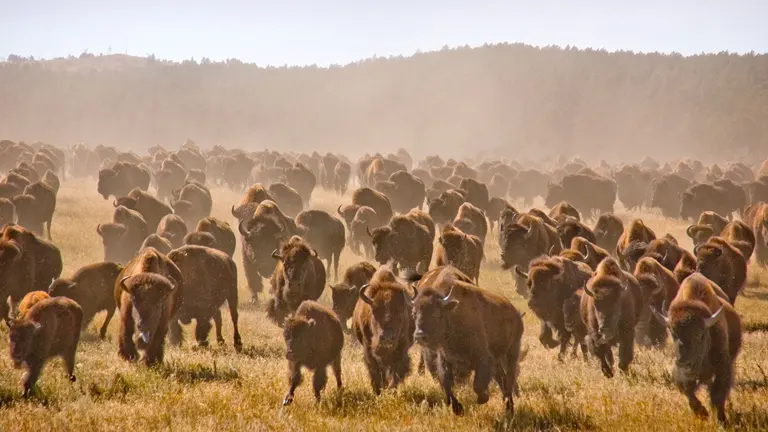 Herd of bison grazing in Custer State Park