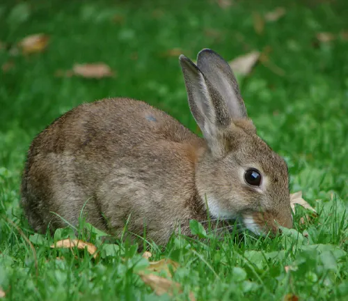 European Rabbit grazing on lush green grass in an outdoor setting