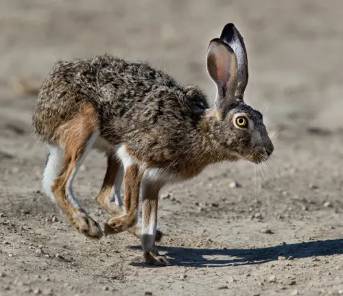 Alert Iberian Hare in mid-stride across a dry, textured ground