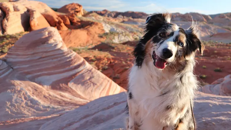 A dog amidst the colorful rock formations of Valley of Fire State Park