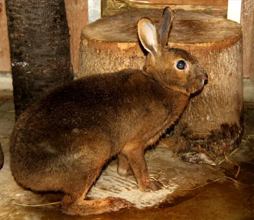 Japanese Hare with brown fur, large ears, and big eyes, sitting on the ground beside a cut tree stump