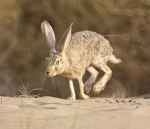 Cape Hare in mid-motion, sprinting across a sandy surface in a natural habitat