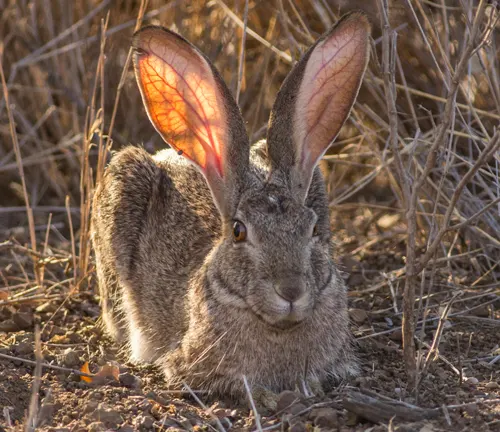 Scrub Hare sitting amidst dry grass, its large ears illuminated by sunlight