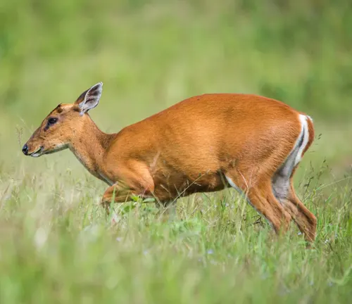 A healthy Muntjac deer grazing in a lush green field