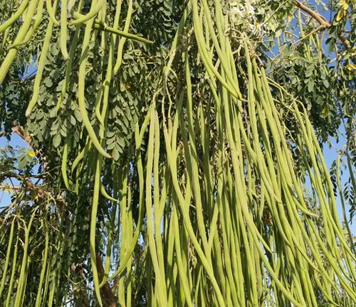 Moringa tree with long green seed pods and lush leaves against a blue sky