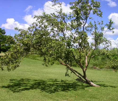 A guava tree with green leaves leaning to the side in a grassy field under a blue sky with clouds