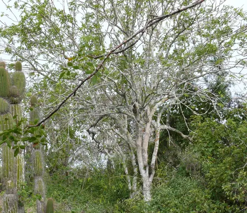 a Palo Santo tree with its distinct white, bare branches standing prominently amidst a variety of greenery including grasses, shrubs, and tall cacti under an overcast sky