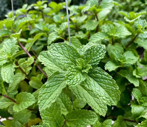 a lush, green peppermint plant. The leaves are prominently displayed, exhibiting a rich green color and intricate textures