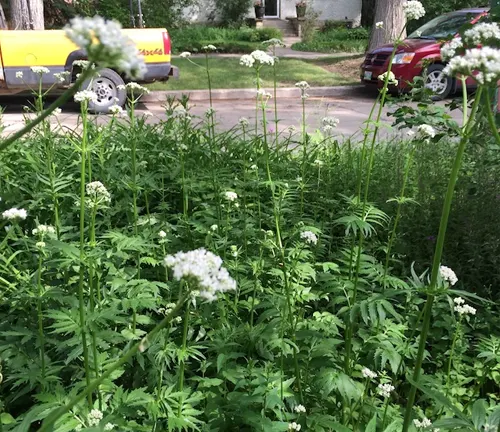 a lush green Valerian plant with white flowers in a suburban setting