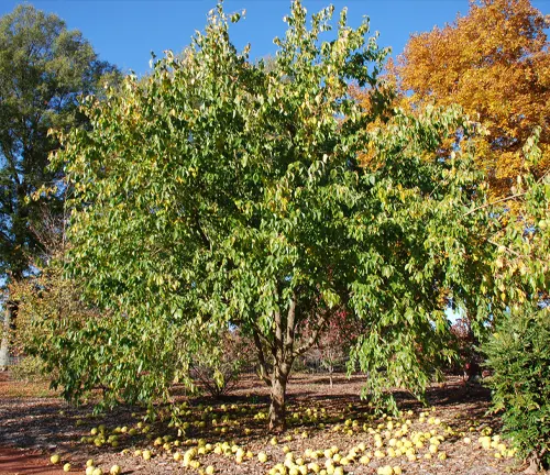 Osage Orange tree in full bloom with fallen fruit on the ground, set against a backdrop of autumn foliage