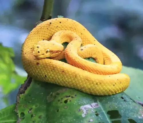 Yellow Eyelash Viper coiled on a damaged leaf