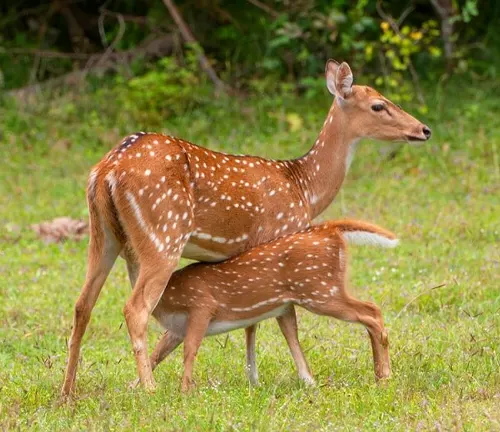 Axis Deer fawn feeding from its mother in a grassy field