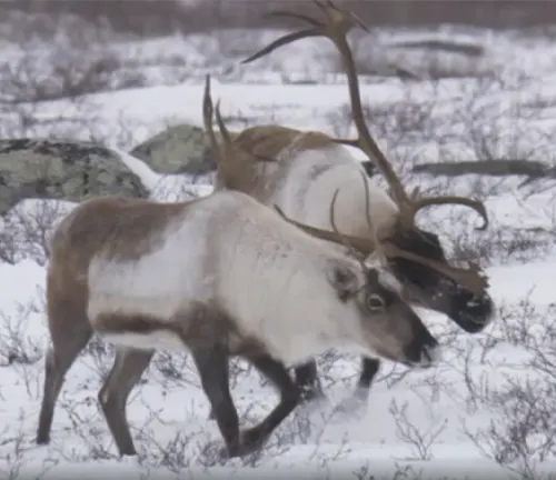 Two reindeer with prominent antlers walking in a snowy, natural environment
