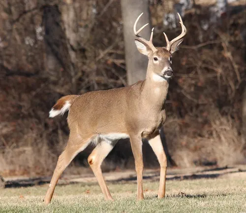 A White-tailed Deer with prominent antlers standing in a grassy field with bare trees in the background