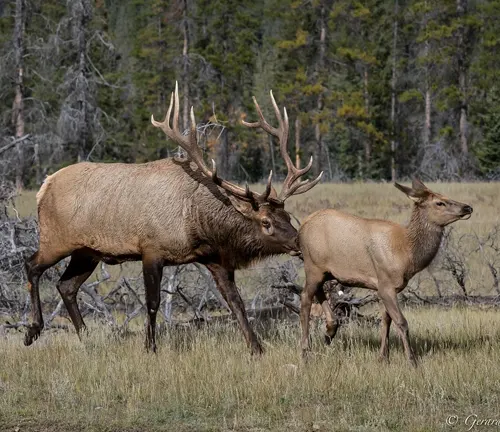 North American Elk with large antlers standing close to a younger elk in a grassy field with trees in the background