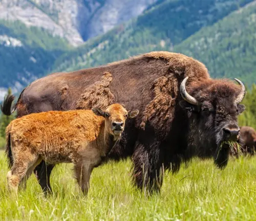 A Plains bison and its calf grazing in a lush green field with mountains in the background