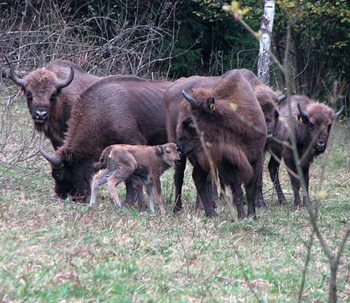 Group of European Bison, including adults and calves, grazing in a forest clearing