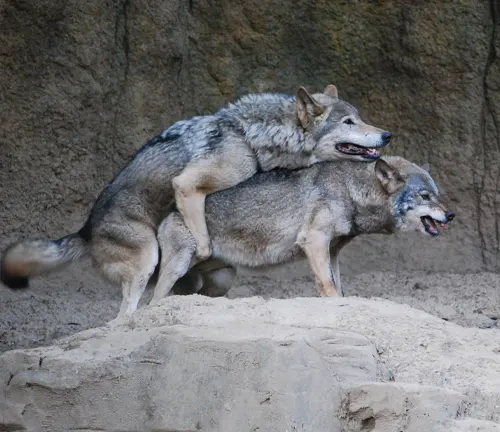 Two gray wolves interacting on a rocky terrain