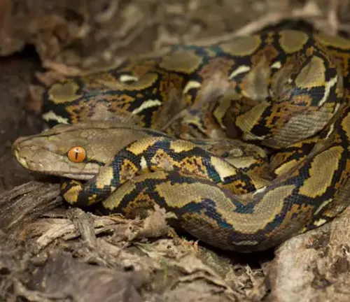 Reticulated python with intricate patterns resting on a forest floor