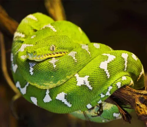 Emerald Tree Boa with distinct white patterns coiled around a tree branch