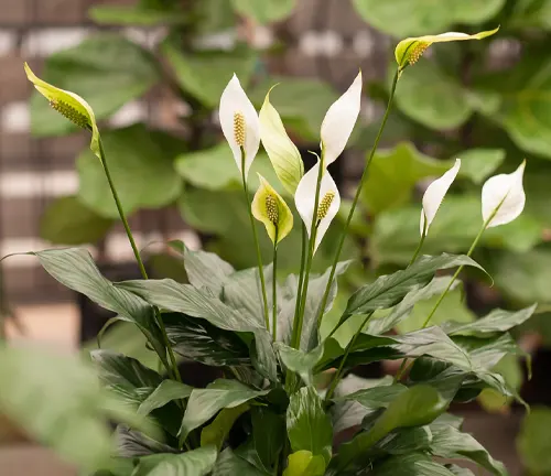 A close-up of a Peace Lily plant with white flowers and green leaves
