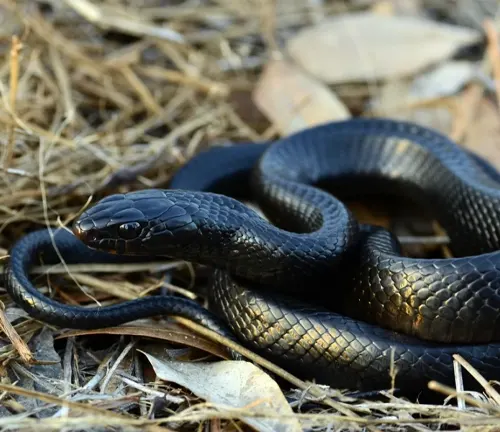 Indigo Snake - Forestry.com