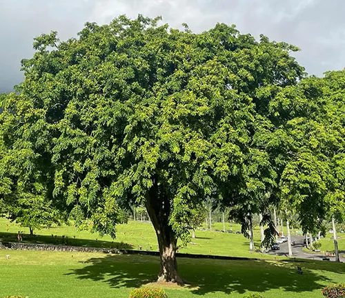 A large Narra tree with green leaves in a park setting