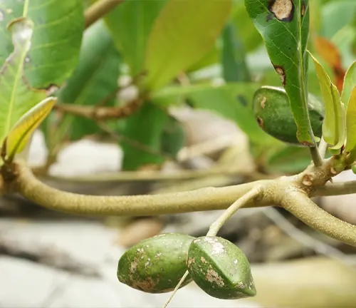 Close-up of Talisay tree branch with leaves and fruit