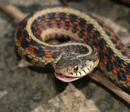Close up of a Giant Garter Snake with open mouth on rocks