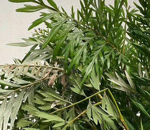 Close-up of Fern-leaved grevillea plant leaves