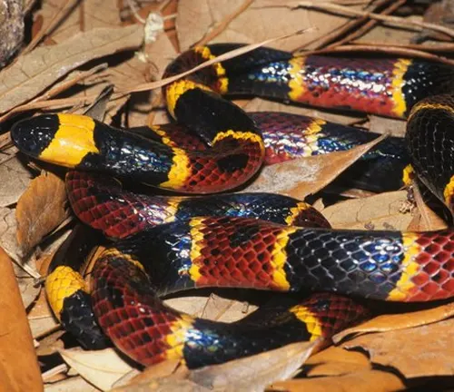 Close up of a Western Coral Snake in dry leaves
