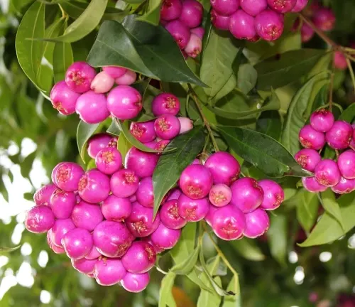 Close-up of pink Lilly Pilly berries on a tree branch with green leaves