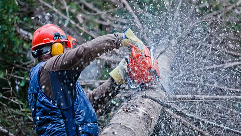 Lumberman cutting felling tree