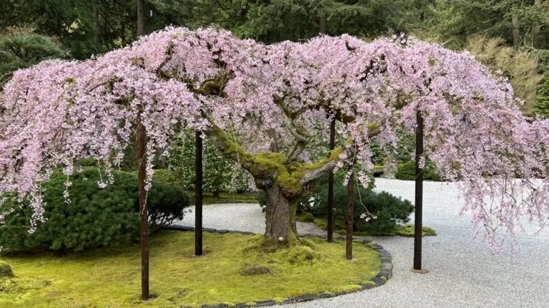 A cherry blossom tree in full bloom, supported by wooden poles, surrounded by greenery
