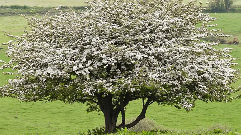 A Hawthorn tree in full bloom with white flowers, standing in a green field