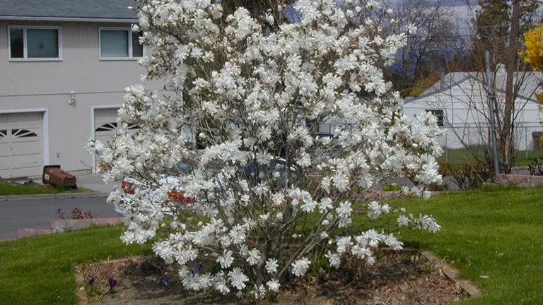 A Star Magnolia tree in full bloom in front of a house