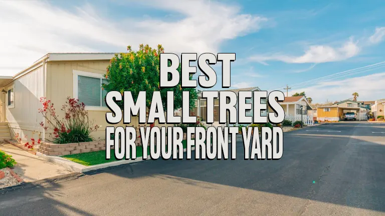 Best Small Trees for Your Front Yard