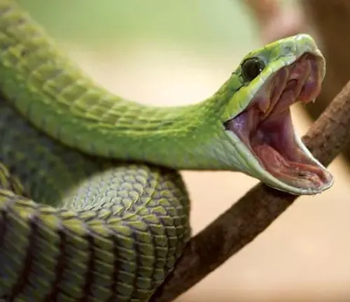 Green Boomslang snake with open mouth on branch