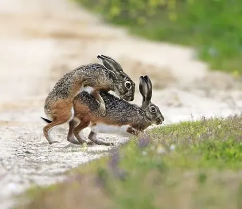 Two Iberian hares, one leaping over the other, on a grassy path in their natural habitat