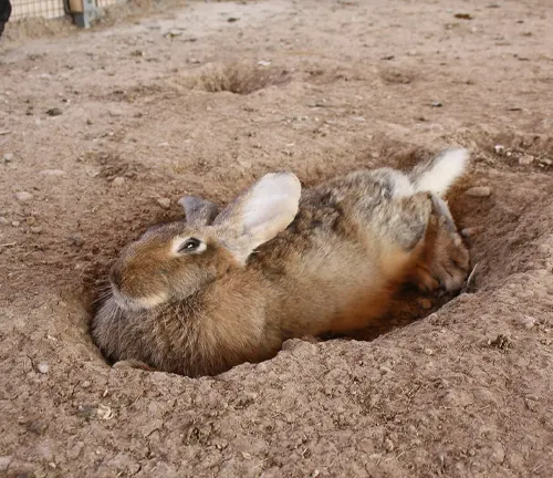 Japanese Hare with brown fur, resting comfortably in a hole dug into the ground