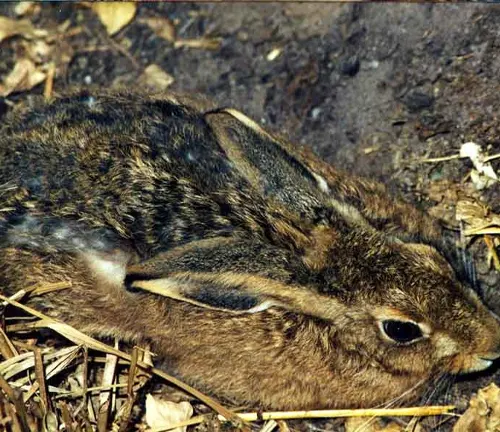 Cape Hare with brown fur, resting alertly on the ground in a natural habitat with dry grass and soil